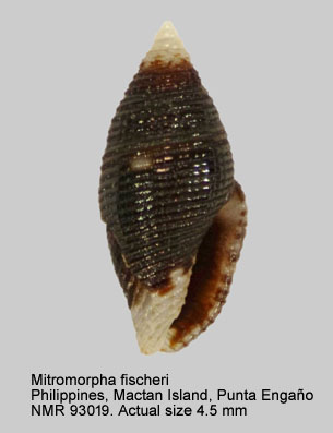 Mitromorpha fischeri.jpg - Mitromorpha fischeri (Hervier,1900)